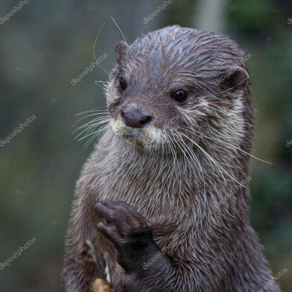 カワウソ写真素材 ロイヤリティフリーカワウソ画像 Depositphotos カワウソ写真素材 ロイヤリティフリーカワウソ画像 Depositphotos