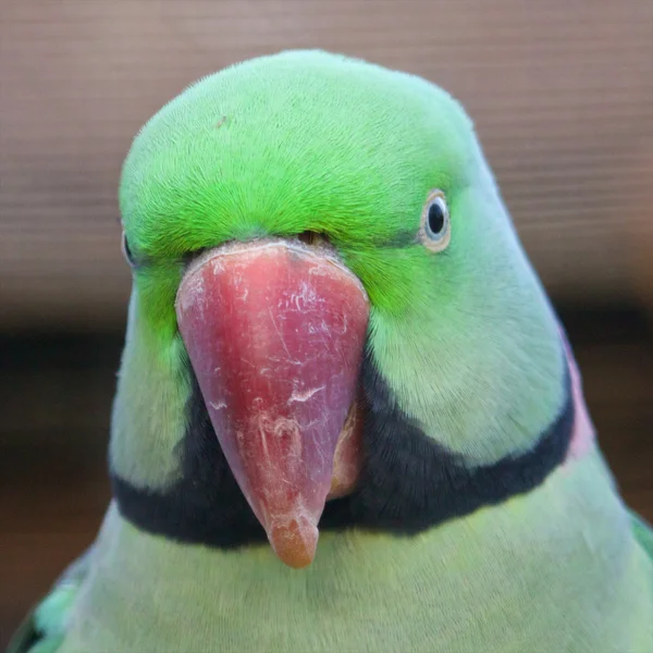 Alexandrina Parakeet Retrato — Fotografia de Stock