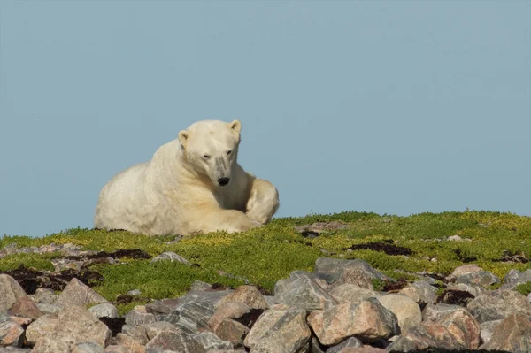 Белый медведь просыпается на траве — стоковое фото