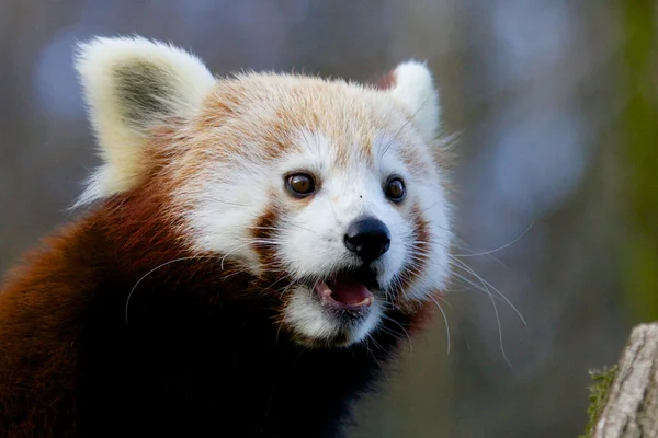 Porträt eines roten Pandas — Stockfoto