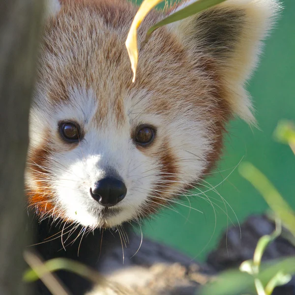 Panda červená portrét — Stock fotografie