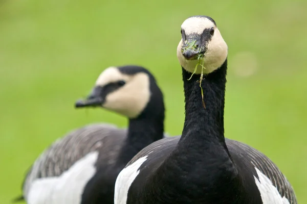 Zwei Schlangengänse — Stockfoto