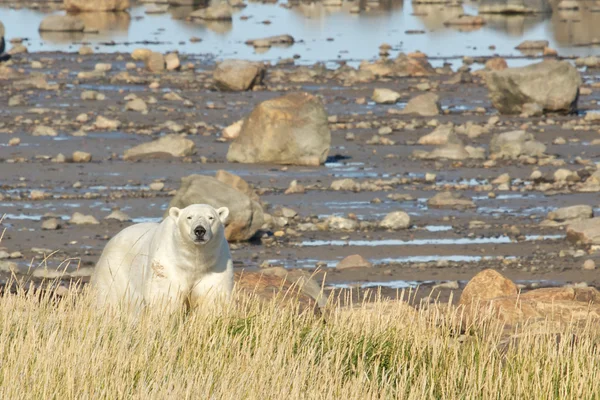 Белый медведь на берегу — стоковое фото