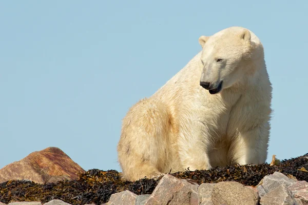 ホッキョクグマの目を覚ます — ストック写真