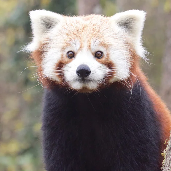 Ritratto del panda rosso — Foto Stock
