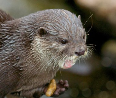Small-clawed Otter Portrait clipart