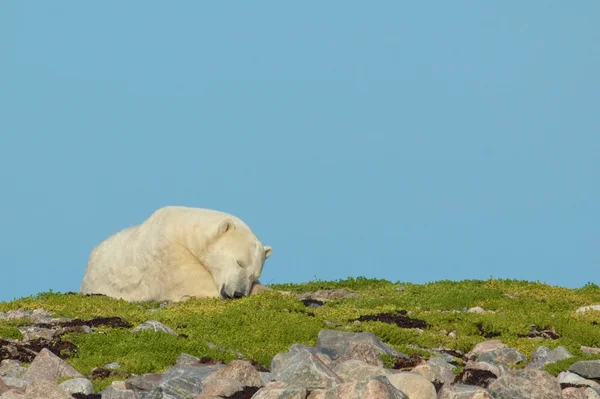 Urso polar dormindo em um pedaço de grama — Fotografia de Stock