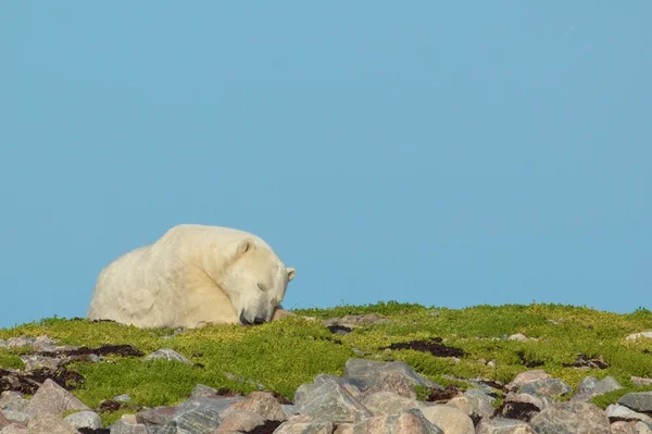 Isbjörn som sover på en lapp av gräs — Stockfoto