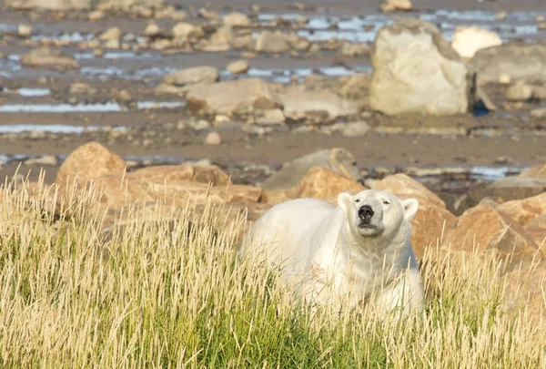 Oso polar en el verano Tundra — Foto de Stock