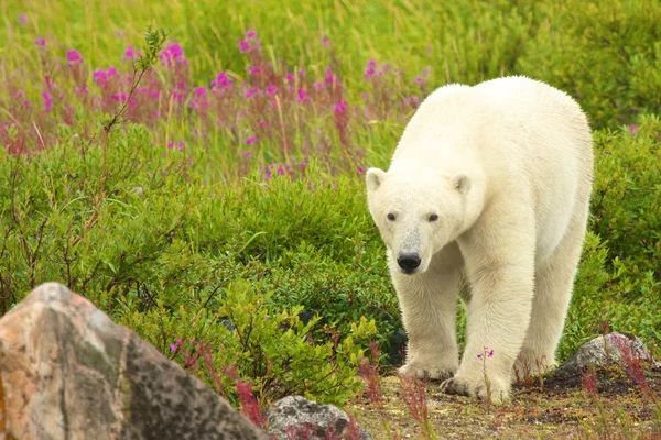 Kutup ayısı yürüyüş — Stok fotoğraf