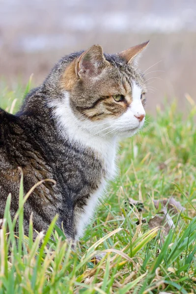 Katze im Gras 1 — Stockfoto