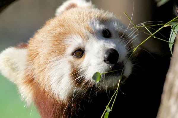 Panda červená portrét — Stockfoto