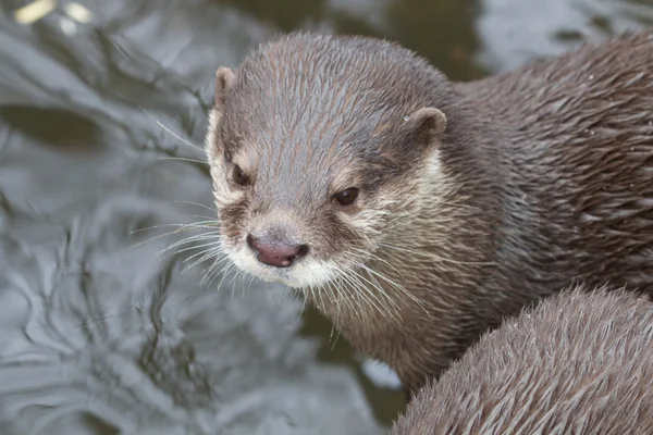 Retrato de lontra de garras pequenas — Fotografia de Stock