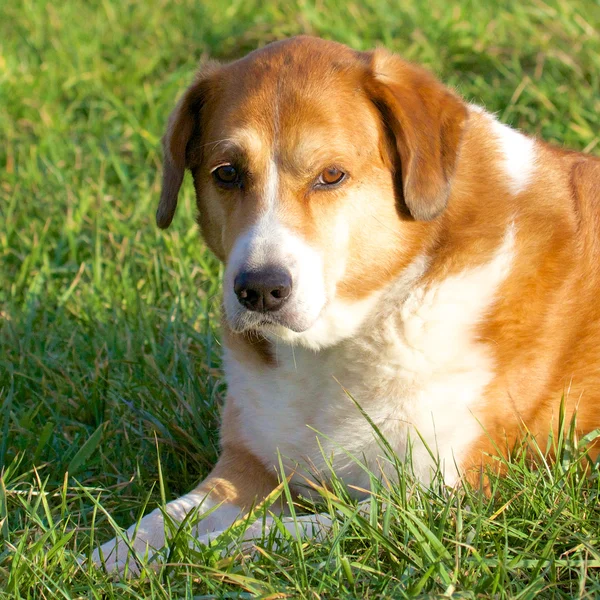 Avslappnad hund i gräset Stockbild