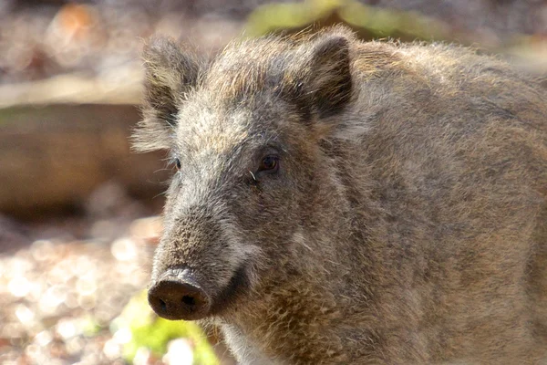 Female Boar Portrait 1 — Stock Photo, Image