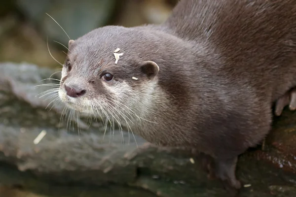 Kurioses Kleinkrallenotter-Porträt — Stockfoto