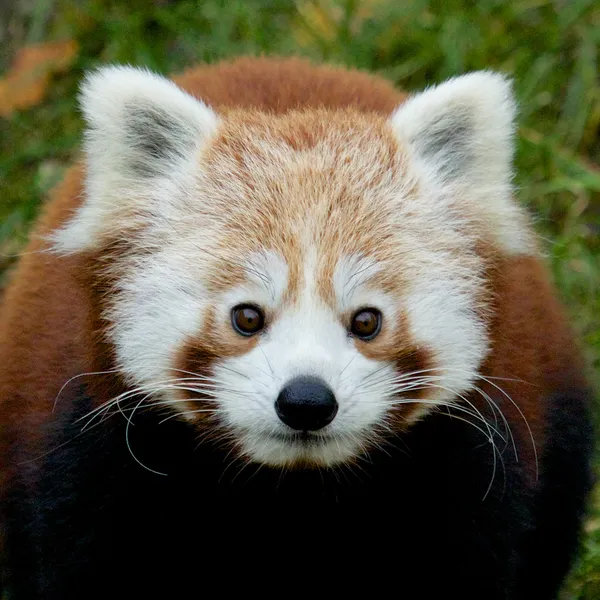 Retrato de Panda rojo — Foto de Stock