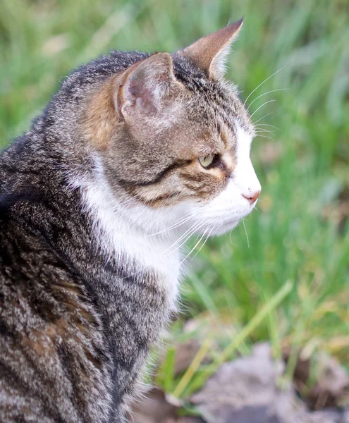 Bekleyen kedi — Stok fotoğraf