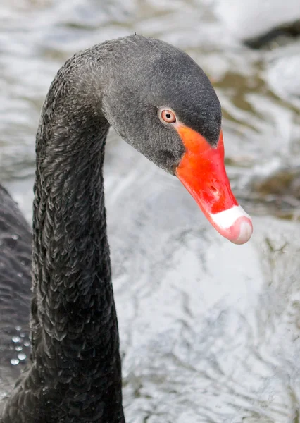 Black Swan Portrait — Stock Photo, Image