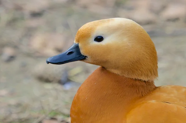 Ritratto d'anatra d'oro — Foto Stock