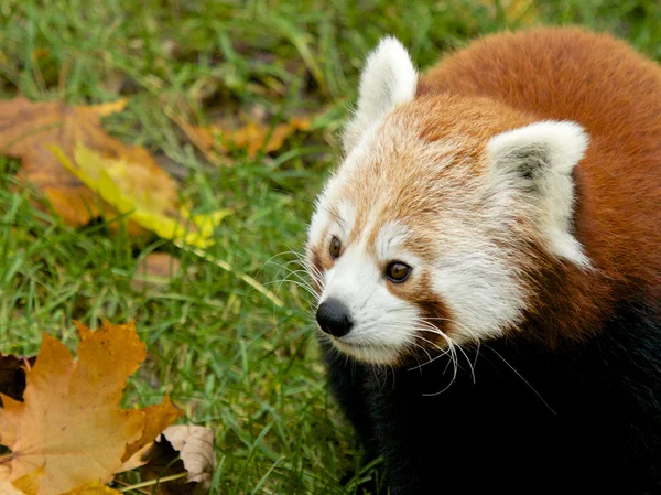 Röd panda i gräset — Stockfoto