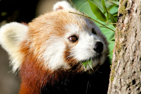 Röd panda mumsa bambu — Stockfoto