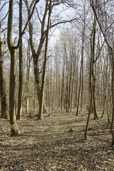 Caminho floresta primavera — Fotografia de Stock