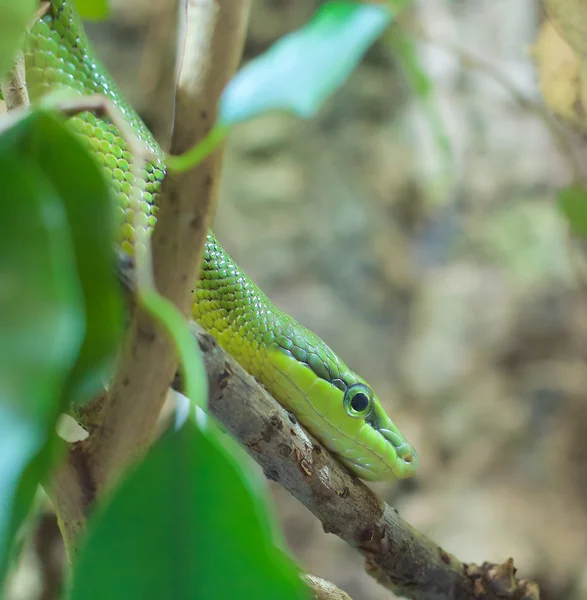 Boiga irregularis 1 — Zdjęcie stockowe