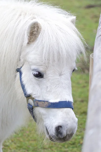 White Pony Portrait — Stock Photo, Image