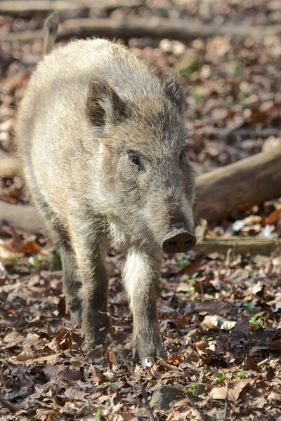 Junge Wildschweine im Wald Royaltyfria Stockbilder