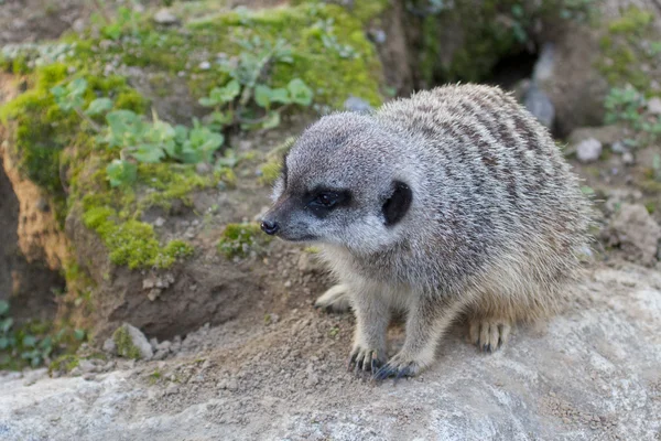 Meerkat yukarıda — Stok fotoğraf