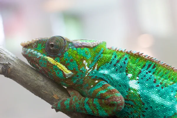 Chameleon closeup 1 — Stock fotografie