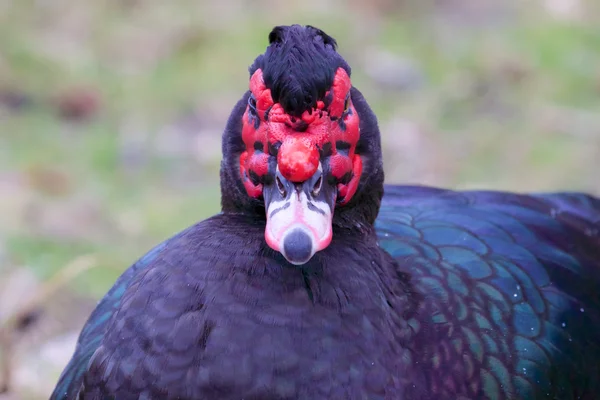 Červený shelduck portrét 2 — Stock fotografie