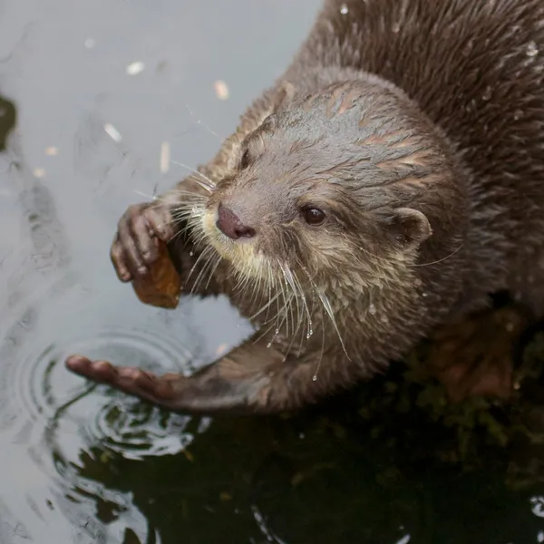 Kleine-klauwde otter portret — Stockfoto