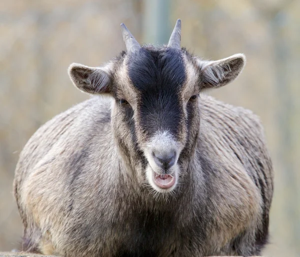 Young goat on a rock — Stock Photo, Image