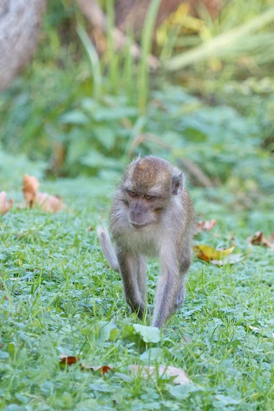 Macaco rhesus bonito jovem — Fotografia de Stock