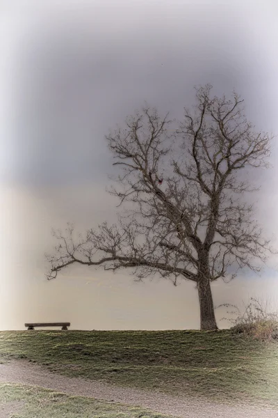 Bench and Tree Silhouette HDR — Stock Photo, Image