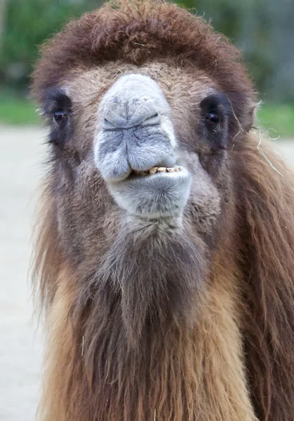 Dromedary portret 1 — Stockfoto