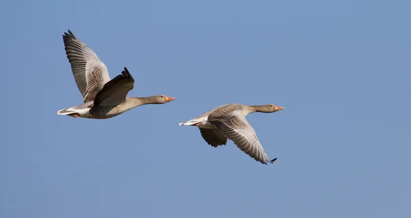 Letící husy greylag — Stock fotografie