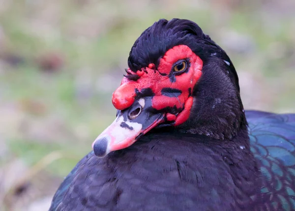 Retrato de pato Moscovo close-up — Fotografia de Stock