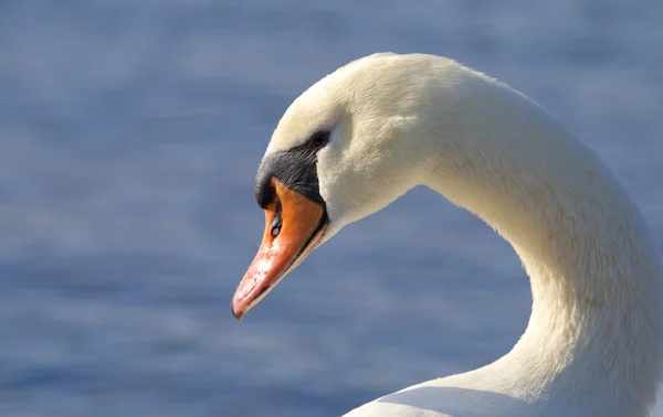 Biały łabędź w słońcu — Stockfoto