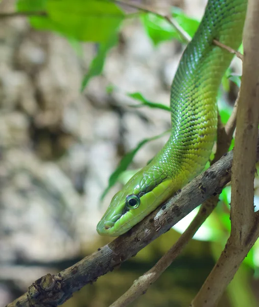 Serpent rat dans un arbre — Photo