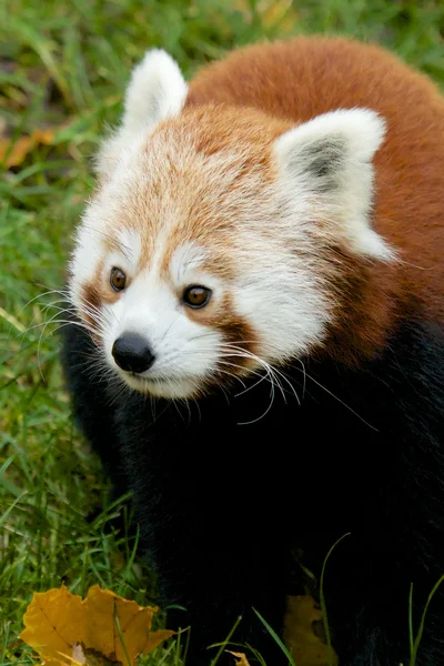 Porträt eines roten Pandas — Stockfoto