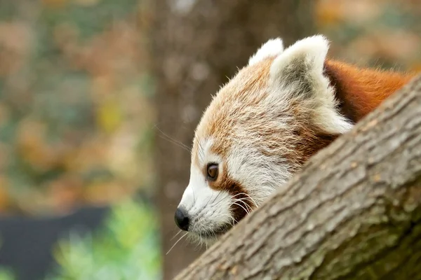 Red Panda behind trunk — Stock Photo, Image