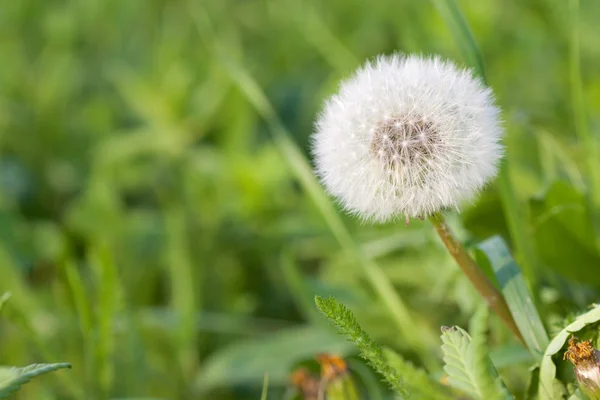 Löwenzahn auf einer Wiese lizenzfreie Stockfotos