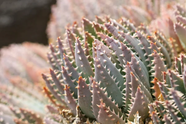 Lanzarote Cactus Macro 1 — Stock Photo, Image