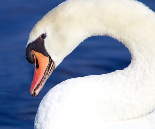 Cisne blanco dobla cuello — Foto de Stock