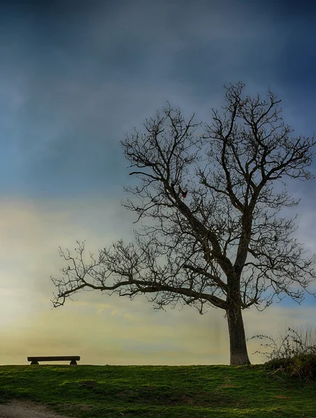 Scena di silhouette albero e panca HDR — Foto Stock