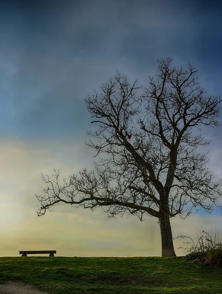 Strom a lavice silueta scénu hdr — Stock fotografie