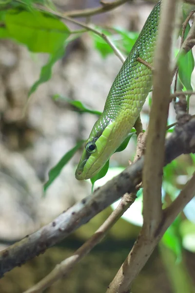Green Rat Snake coming down — Stock Photo, Image